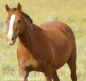 Luckily for most of the Forest Service horses removed The Cloud Foundation was able to adopt them, but it is unfortunate that rare colors, and bloodlines are limited on the range because of it.